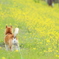 菜の花に誘われて
