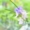 花瓶