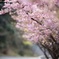大分の河津桜