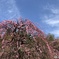 咲き始めのしだれ梅２