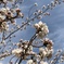昨年の桜