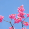 河津桜