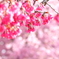 寒緋桜＆河津桜　協演