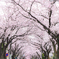 sakurapink