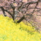 桜と菜の花 (259T)