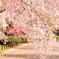 桜色の雨