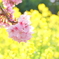 河津桜