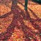 07　紅葉に影絵