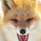 Wild anger