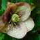 Spring rain Christmas rose