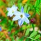 2019-03-21-19-29-01ダビデ星　花