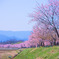 北浅羽桜堤公園