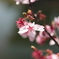 桜の花
