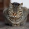 ポカポカ陽気に居眠り猫