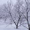 雪化粧