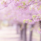 河津桜