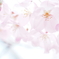 桜、開花だぁ〜