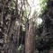 ガンガラーの谷。根のパワー！