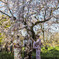 御苑の桜「枝垂桜」