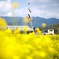 菜の花畑