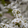 淀水路の河津桜