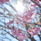 早春の桜