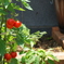 CSC_0531
