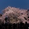 全景 枝垂れ桜