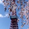 増上寺 枝垂れ桜