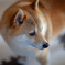 モデル犬試写（笑）