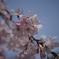 小石川後楽園 しだれ桜