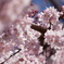 枝垂桜咲き誇る