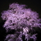 夜に浮かび映る桜