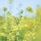 菜の花