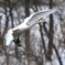 IMG_20190318_121456