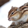 エゾシマリス　冬眠明け
