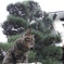 吾輩は猫である。名は・・・あんのかな？