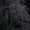 枝垂れ