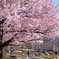 蘆花公園2019　桜