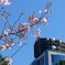 来週くらいが見ごろ。