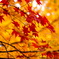 紅葉の中の紅葉