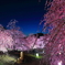 鈴鹿の森の蒼い夜