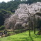 長興山紹太寺のしだれ桜