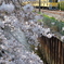 桜並木と菜の花色の電車