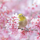 花ざかり❀。.:＊・゜