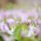 カタクリの花満開
