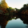 池の水が鏡みたいに