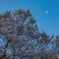 名残り月と桜