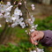 桜と母