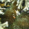20090816_与論島042
